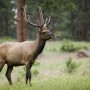 Wet Elk - A 5 image HDR-processed photo
