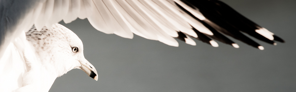 Masthead header